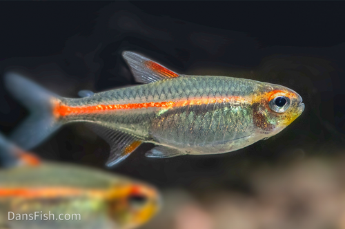 Glowlight Tetra