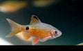 Rosy Barb