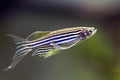 Assorted Longfin Danio