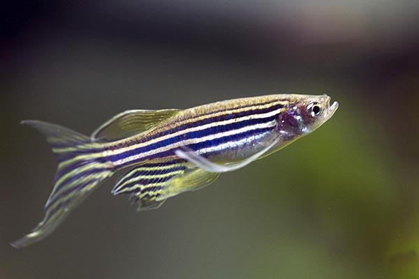 Assorted Longfin Danio