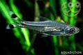 Scissortail Rasbora