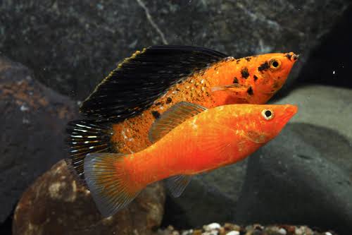 Red Sunset Sailfin Molly