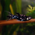 Marble Lywretail Molly