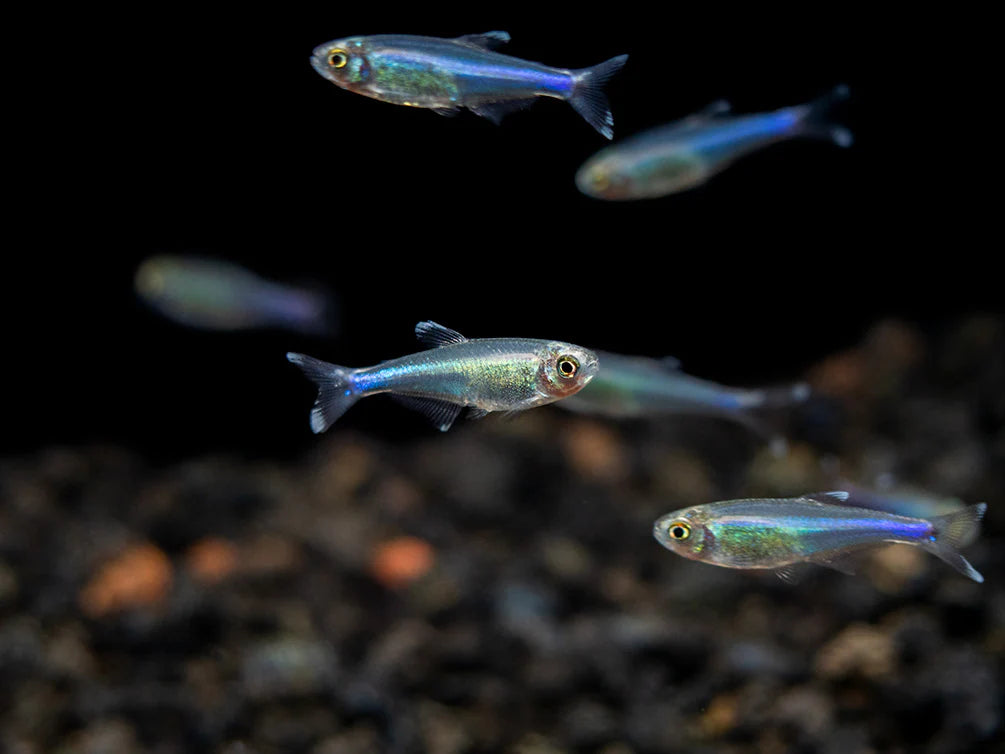 Blue Tetra Reg