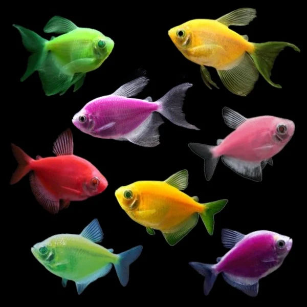 Assorted Fruit Tetra