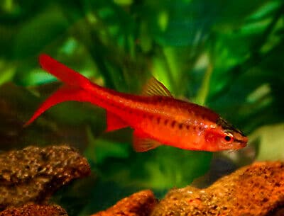 Veiltail Cherry Barb
