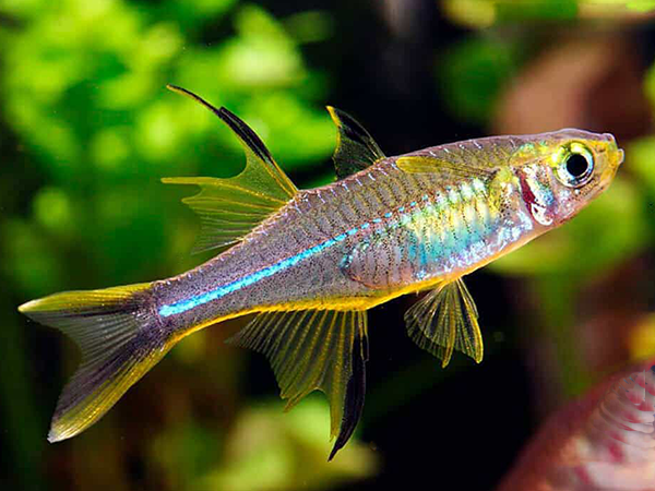 Celebese Rainbow