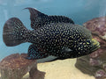Paratilapia Polleni Cichlid