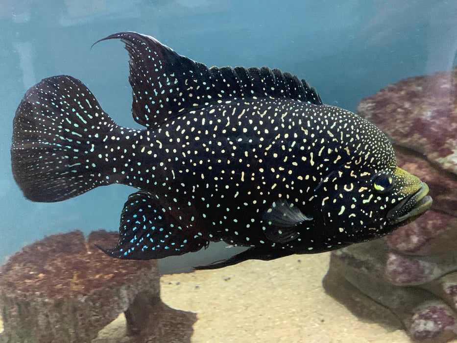 Paratilapia Polleni Cichlid