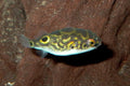 Figure Eight Puffer