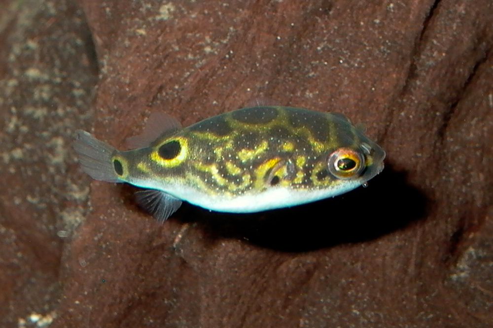 Figure Eight Puffer