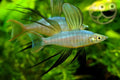 Threadfin Rainbow