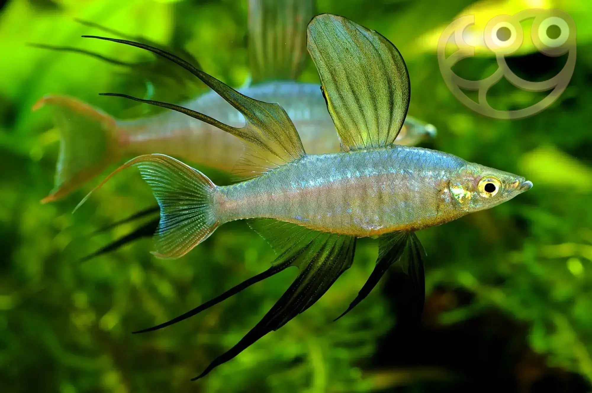 Threadfin Rainbow