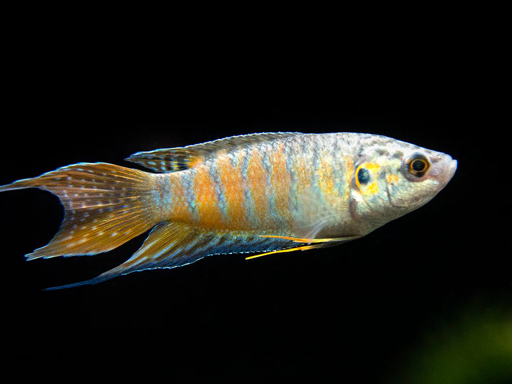 Blue Paradise Gourami