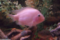 Pink Convict Cichlid