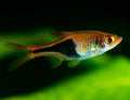 Hengelli Rasbora