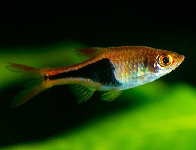 Hengelli Rasbora