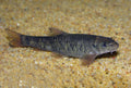 Pedicure Fish Garra Rufa