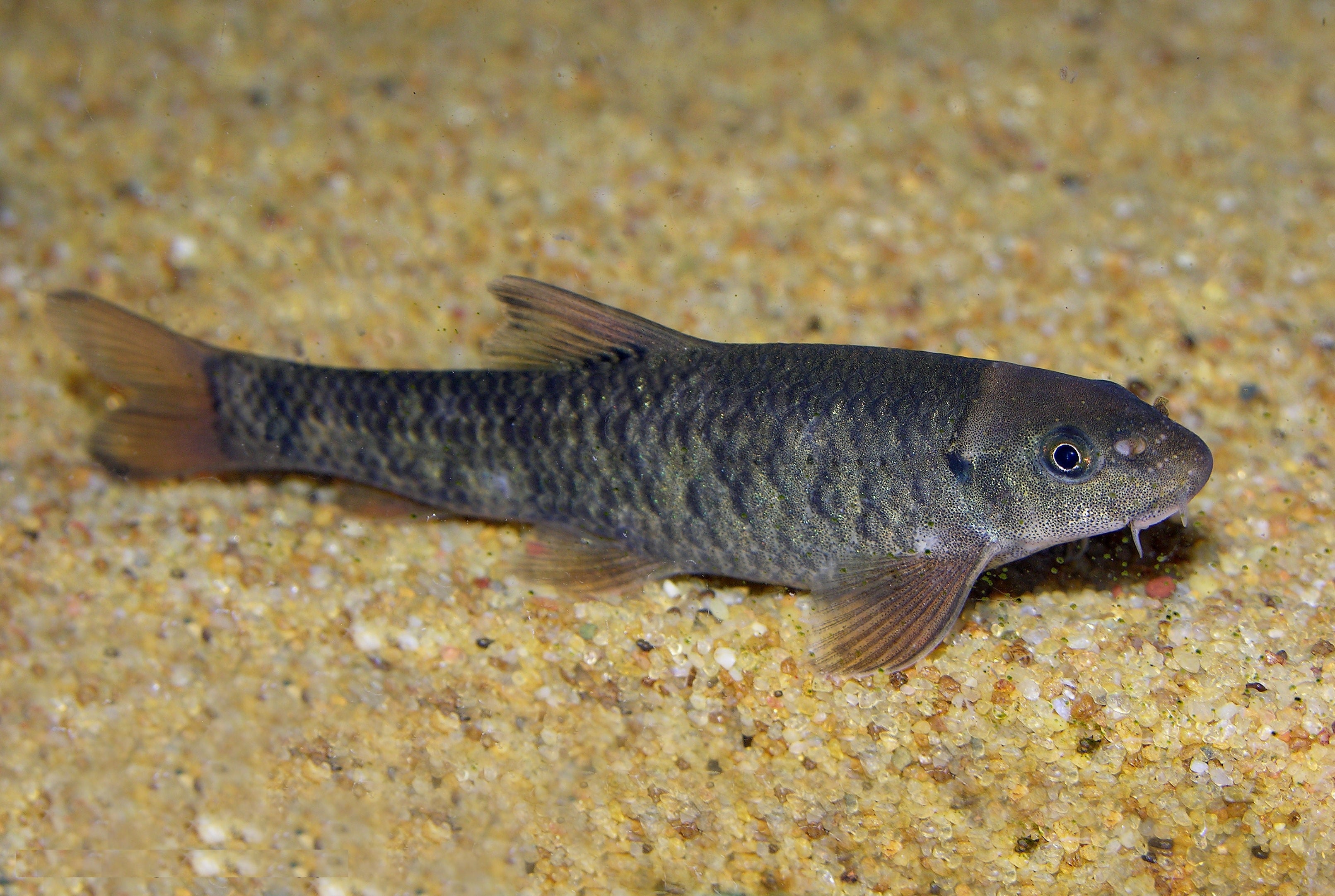 Pedicure Fish Garra Rufa