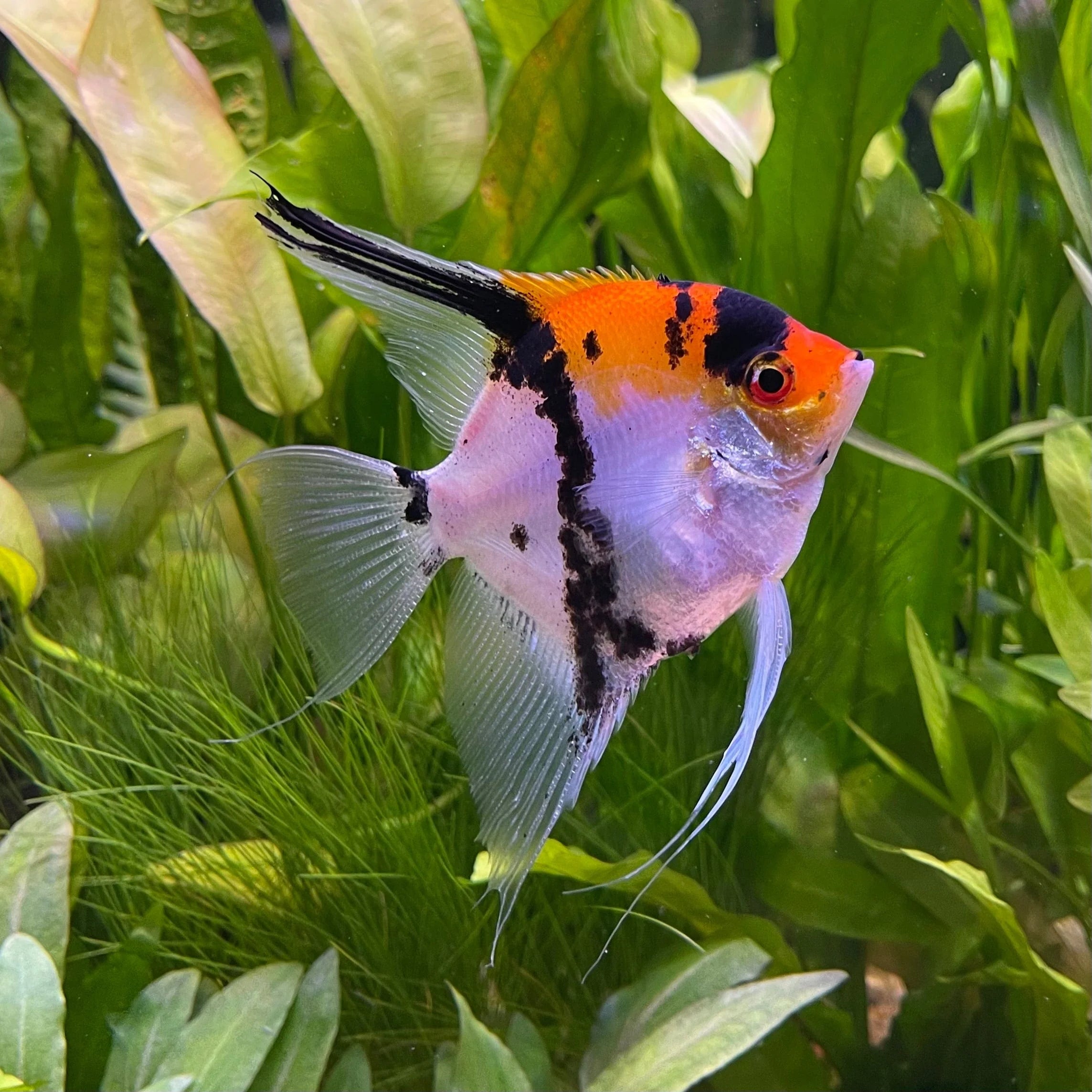 Koi Angel