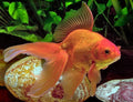 Red Fantail Goldfish