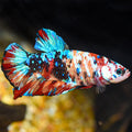 Koi Plakat Betta Male