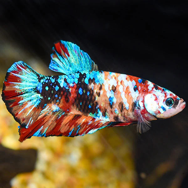 Koi Plakat Betta Male