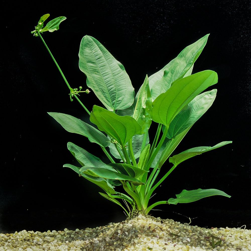 Radican Sword Potted
