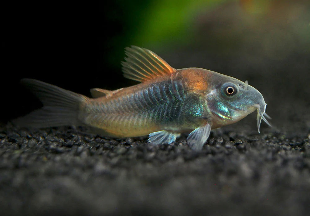 Orange Venezuela Corydoras