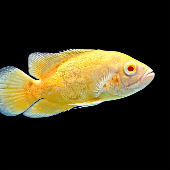 Lemon Oscar