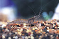 Ghost Shrimp