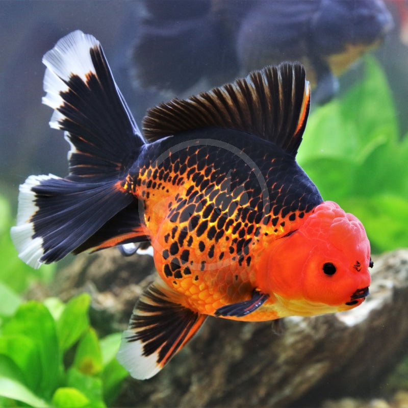 Red & Black Oranda Goldfish
