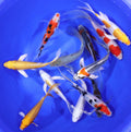 Butterfly Koi 2-3inch