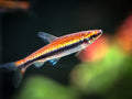 Red Beckfords Pencilfish