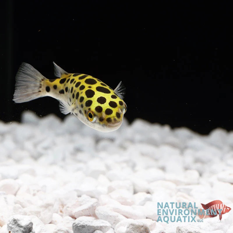 Leopard Puffer