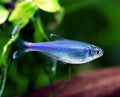 Blue Tetra