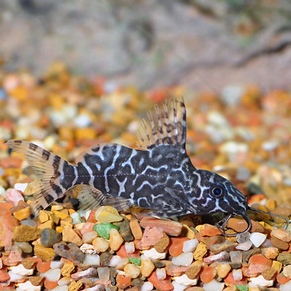 Synodontis Eupterus Catfish Florida