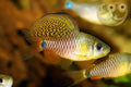 Drapefin Barb