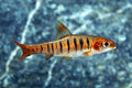 African Fasciolatus Barb
