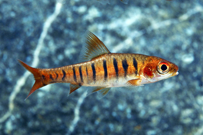 African Fasciolatus Barb
