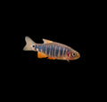 Dwarf Emerald Rasbora