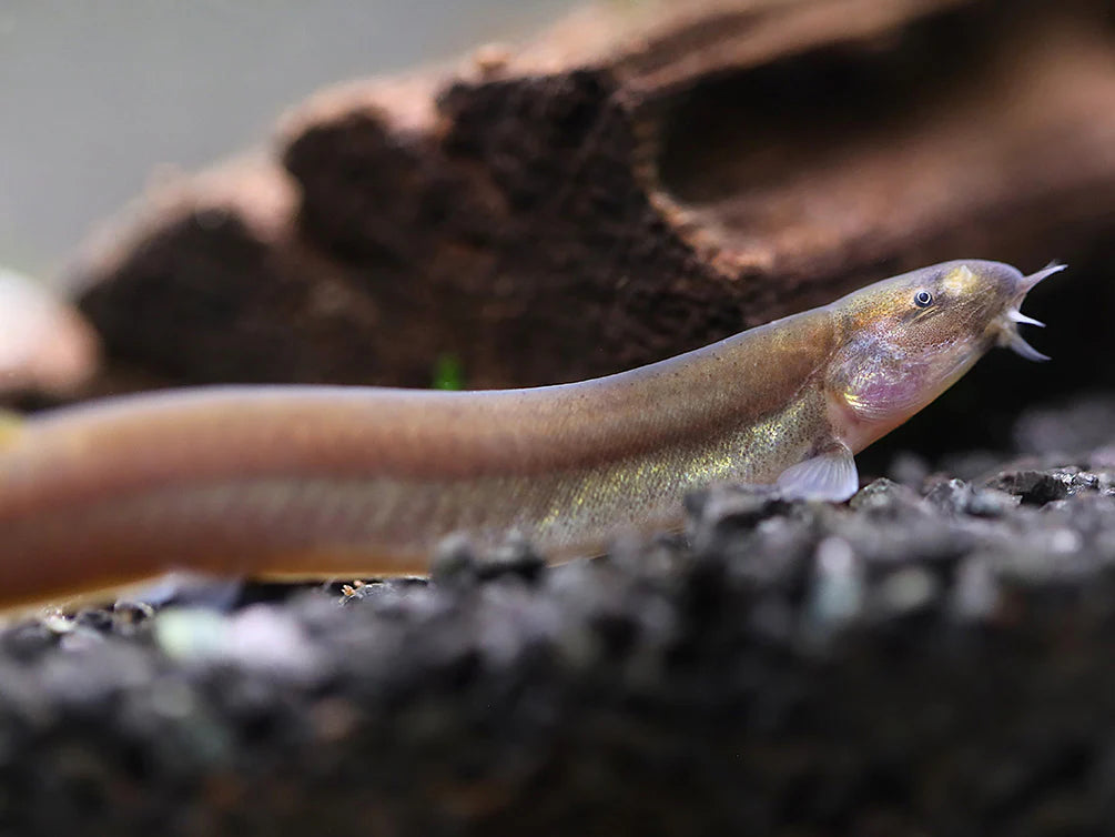 Black Kuhlii Loach