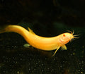 Dojo Loach