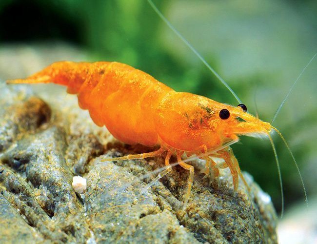Orange Sunkist Shrimp