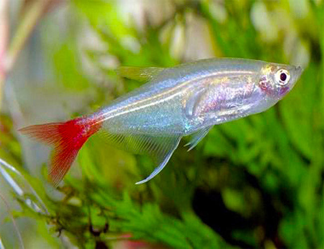 Glass Bloodfin Tetra