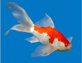 Sarassa Comet Goldfish