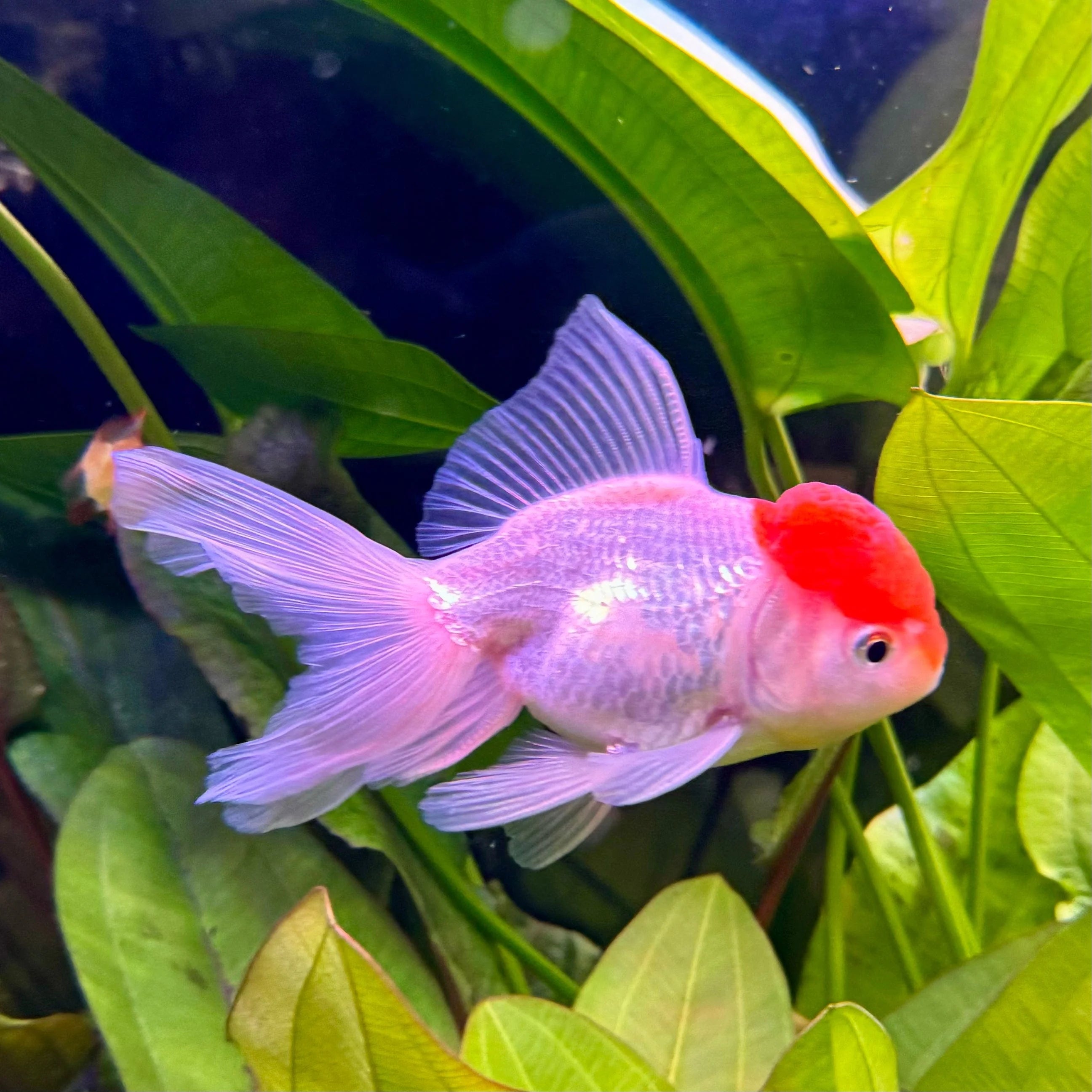 Red Cap Oranda Goldfish