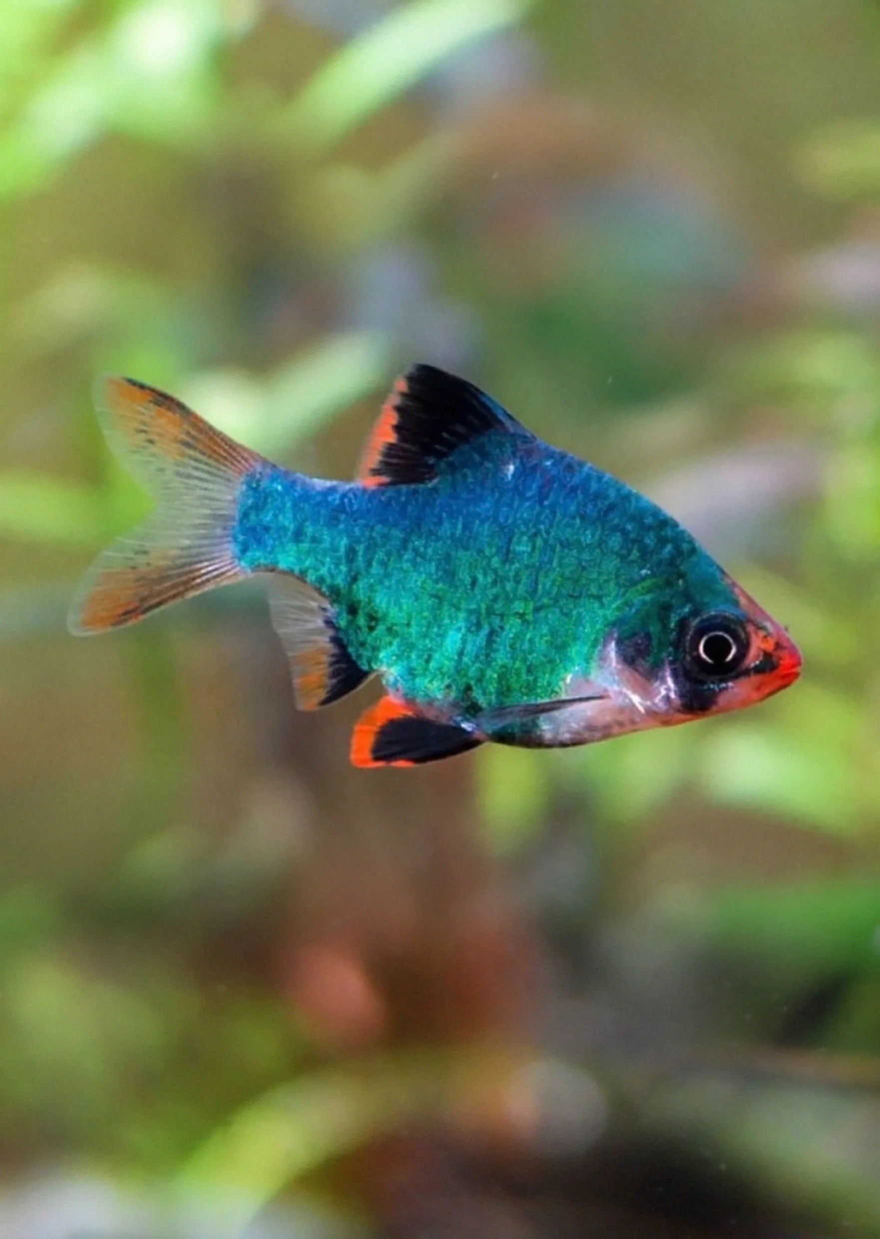 Green Tiger Barb
