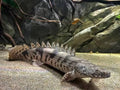 Endlicheri Polypterus Tank Raised