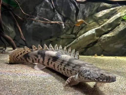 Endlicheri Polypterus Tank Raised
